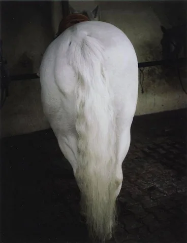 Charlotte Dumas — Untitled