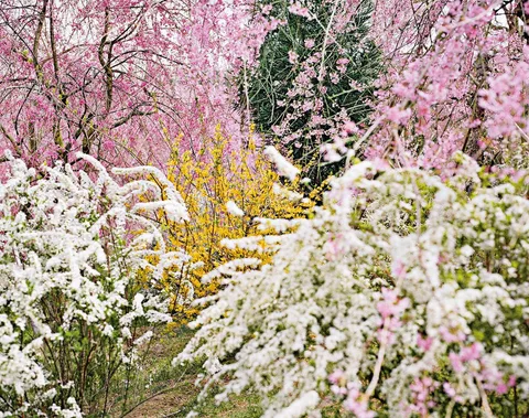 Jacqueline Hassink — Haradani-en 1, Kyoto, Japan, 2010
