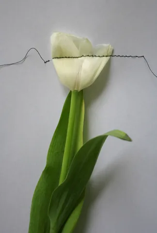 Annegret Kellner — Herbarium/Hechting