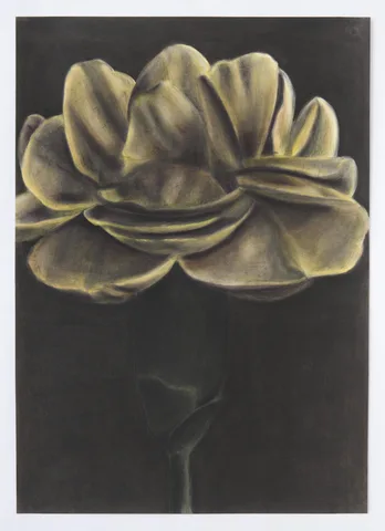 Ina van Zyl — Species