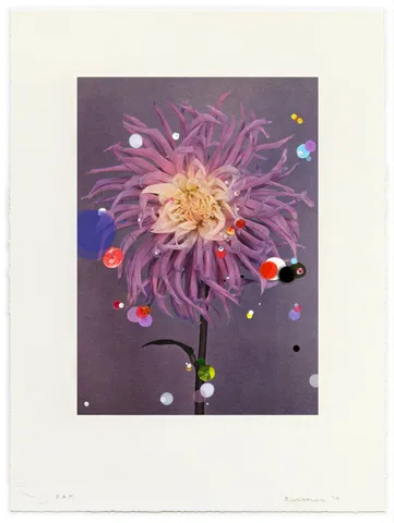 Sebastiaan Bremer — Cactus Dahlia Illusion