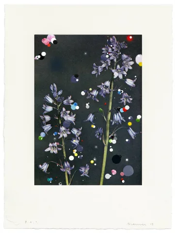 Sebastiaan Bremer — Scilla Campanulata