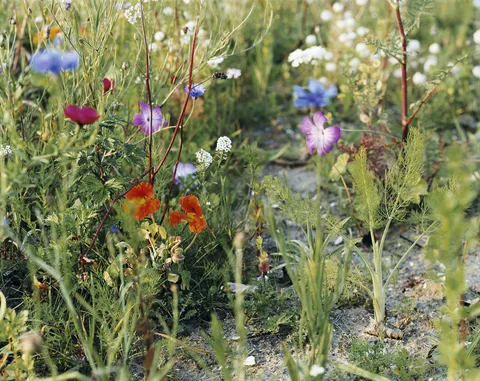 Wout Berger — ROADSIDE FLOWERS