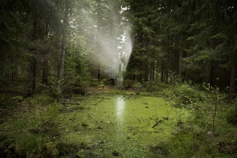 Lin de Mol — Pond