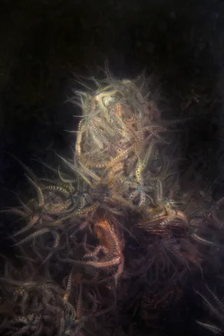 Elspeth Diederix — Brittle star mountain