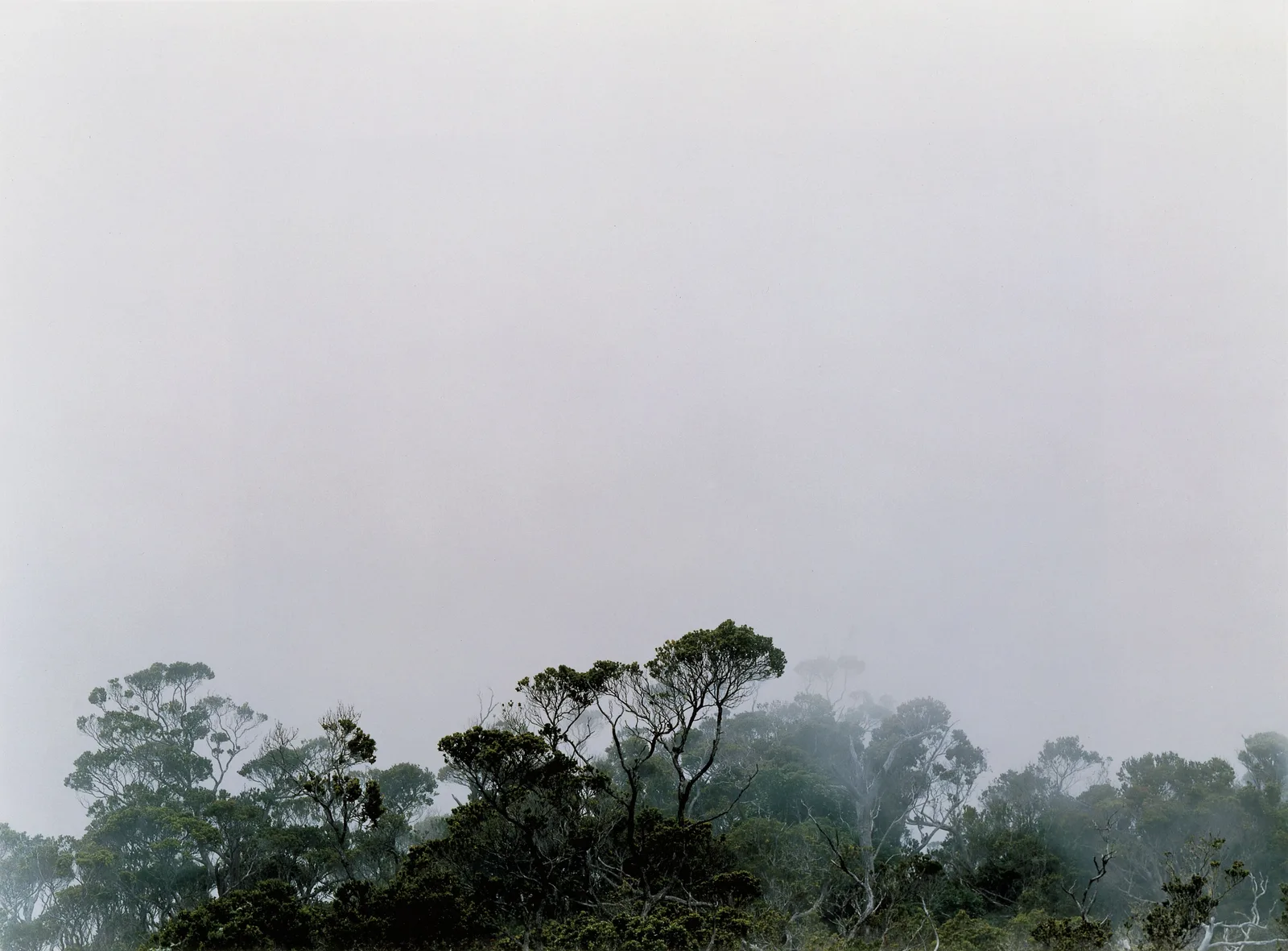 Axel Hütte — Alakai Swamp