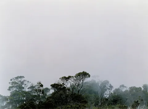 Axel Hütte — Alakai Swamp