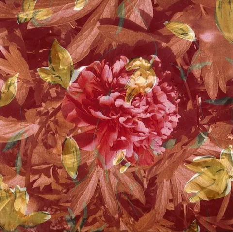 Wilma Kuil — Pioenroos