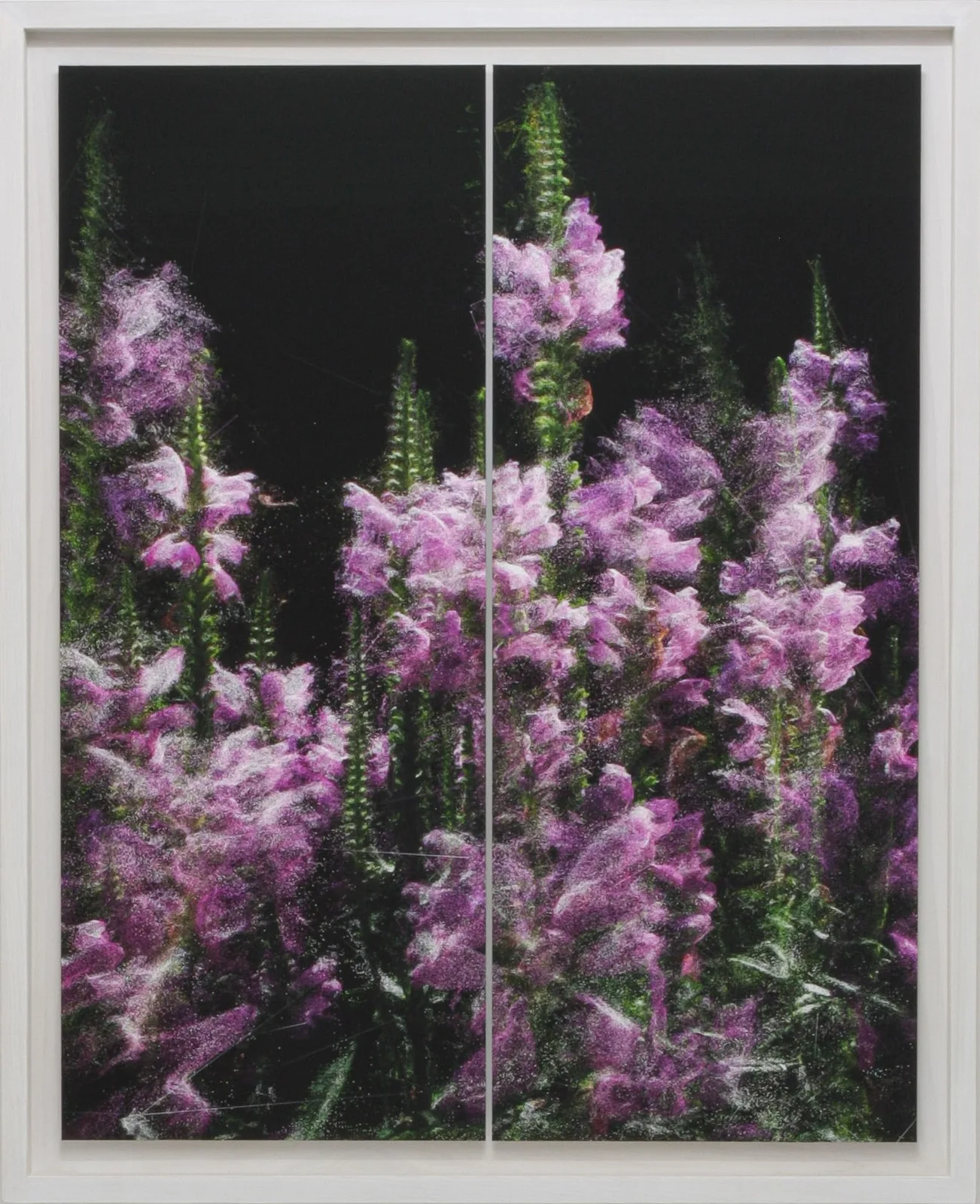 Stefano Caimi — Phytosynthesis - Physosfegia Virginiana