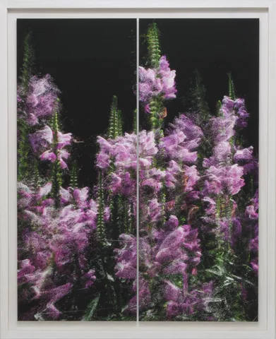Stefano Caimi — Phytosynthesis - Physosfegia Virginiana