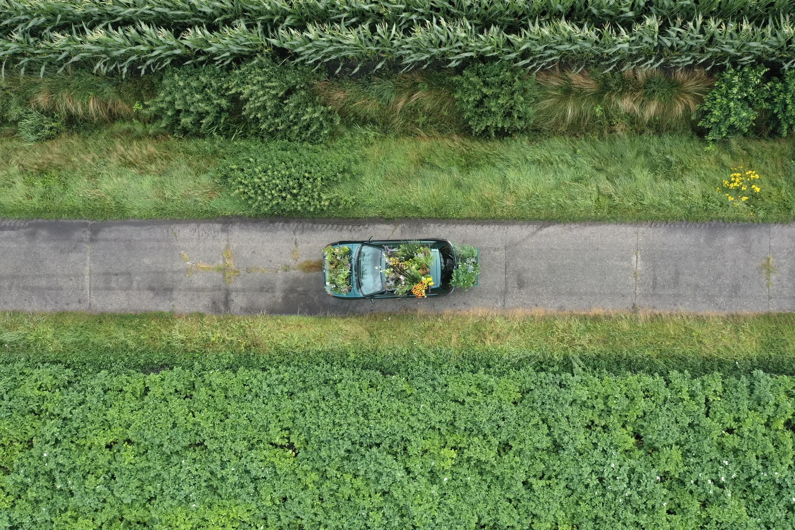 Inge Meijer — Tuin auto (Garden Car)
