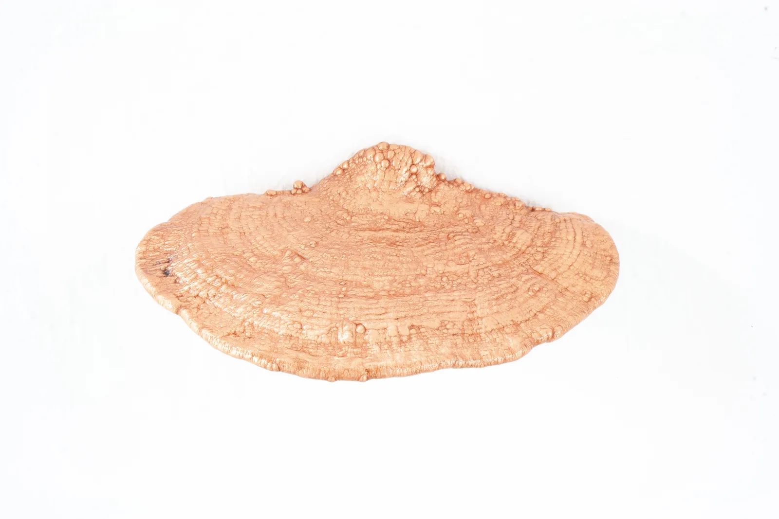 Stefano Caimi — Polypore #28
