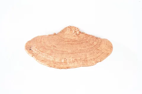 Stefano Caimi — Polypore #28