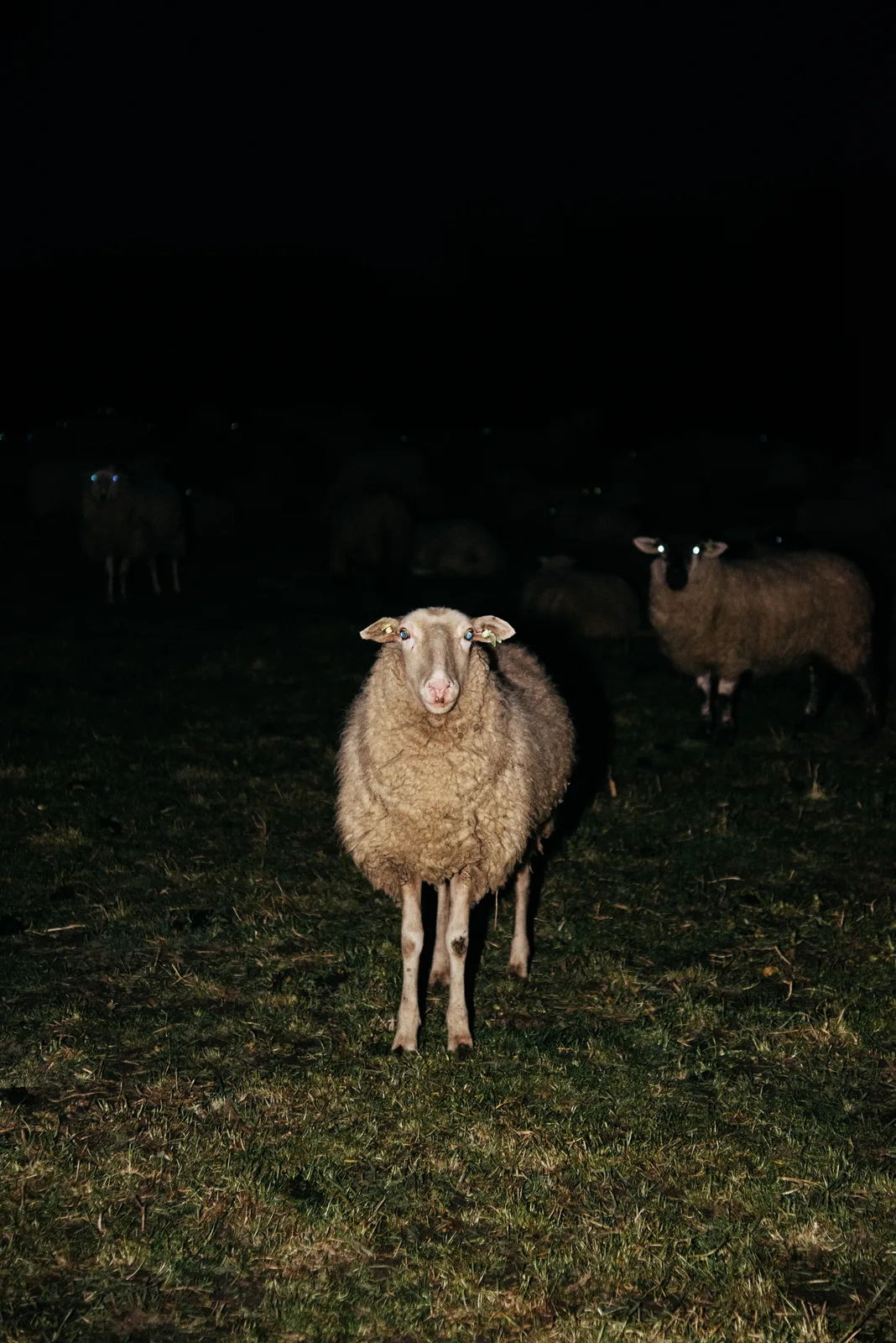 Michelle Piergoelam — Nights signs