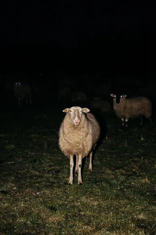 Michelle Piergoelam — Nights signs