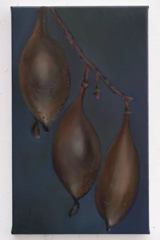 Ina van Zyl — Weeping Wattle