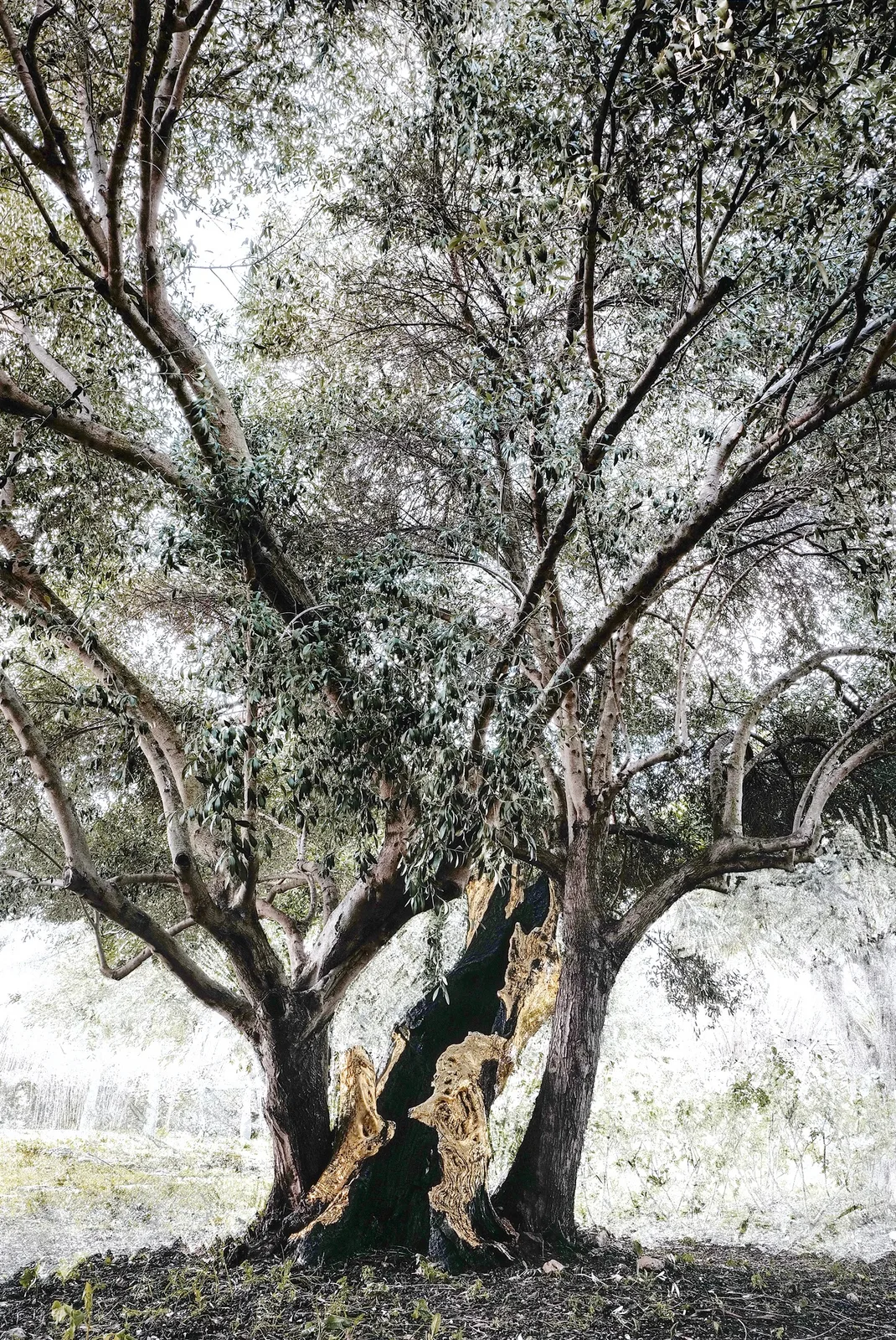 Florence di Benedetto — The Mother olive tree