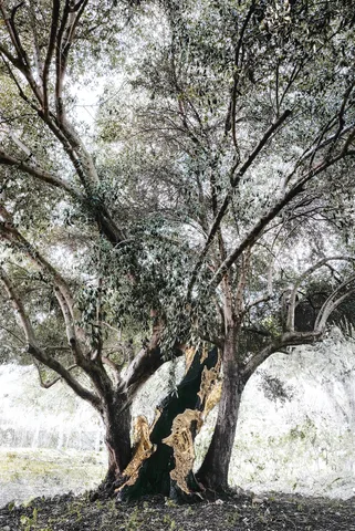Florence di Benedetto — The Mother olive tree