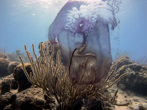Anouk Kruithof — The unsung hero of oceanic renewal