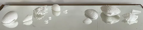 Lynne Leegte — Shells