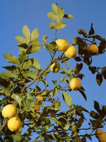 Lonneke van der Palen — Lemons Gazing at Mount Etna