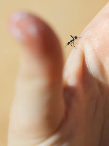 Mayte Breed — Ants Perspective