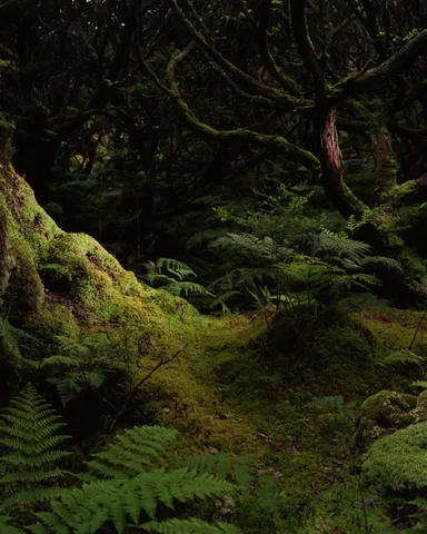 Daan Paans — Le monde avant la creation de l'homme III,