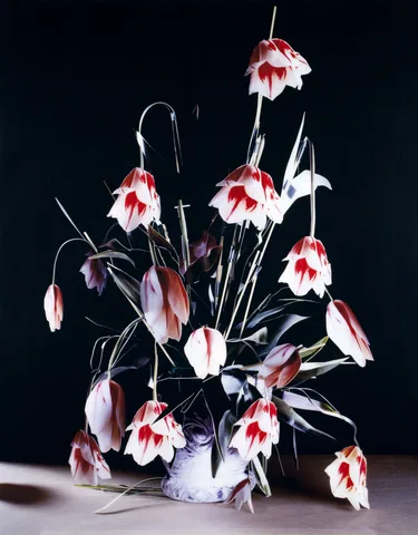 Maurice Scheltens — Dead Flowers