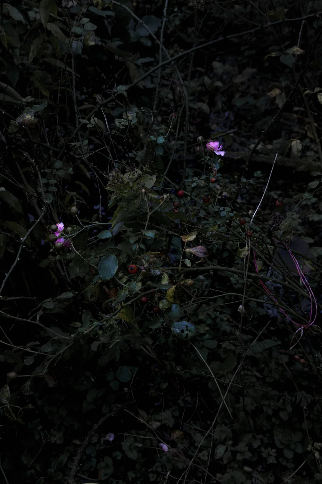 Elspeth Diederix — Rosa New Dawn