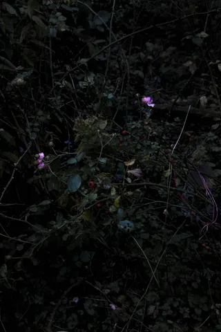 Elspeth Diederix — Rosa New Dawn
