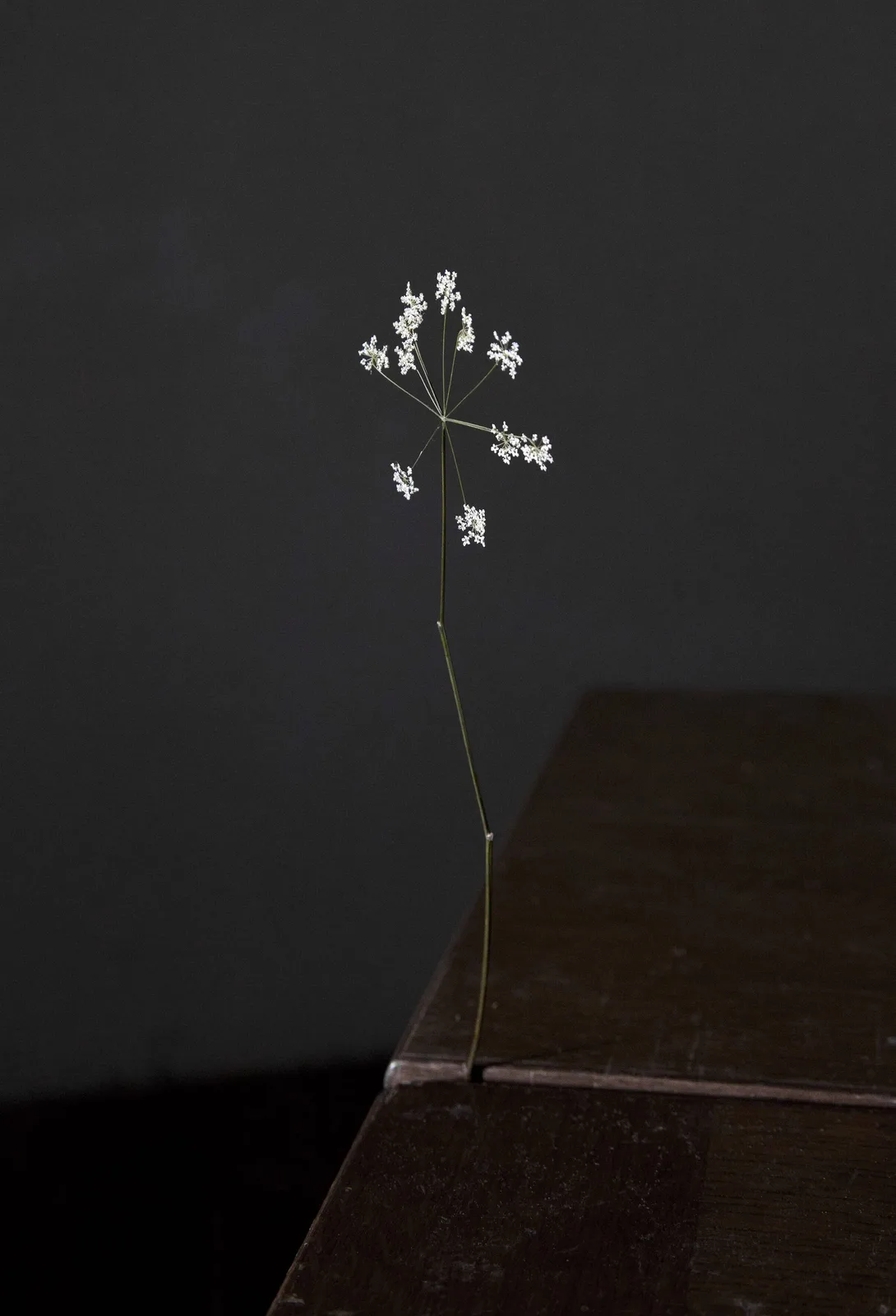 Elspeth Diederix — 2D Flower