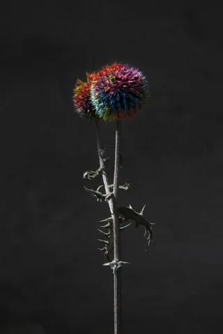 Elspeth Diederix — Rainbow Thistle