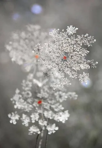 Elspeth Diederix — Red Dot Lace
