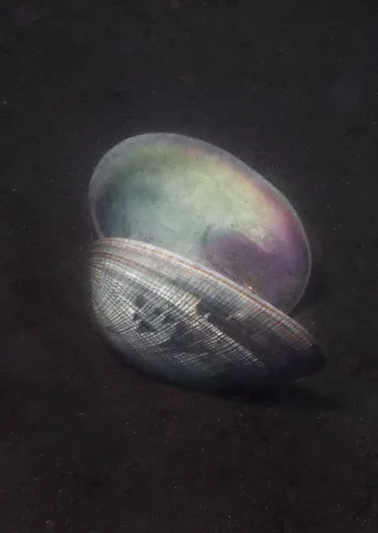 Elspeth Diederix — Shell